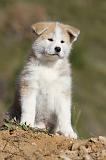 AKITA INU 048